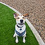 Axel is registered to the contest to win money with this photo: animal, canine, cheerful, closeup, collar, dog, ears, fur, grass, greenery, happy, harness, nature, outdoor, park, pet, playful, sitting, smiling, tag