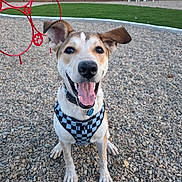 Axel joined the competition — help win amazing prizes! animal, canine, chairs, cute, daylight, dog, ears_up, fence, grass, happy, harness, outdoor, park, pet, playful, red_structure, rocks, smiling, tongue_out, young_dog