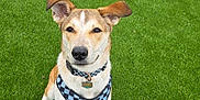 Axel is registered to the contest to win money with this photo: alert, animal, canine, collar, cute, daytime, dog, domestic, ears, fence, friendly, grass, greenery, harness, nature, outdoor, pet, playground, sitting, tag