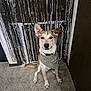 dog, bandana, ear_up, ear_down, carpet, indoor, silver_streamers, decorations, brown_dog, white_paws, sitting, pet, animal, portrait, celebration, friendly, cute, canine, happy, companion