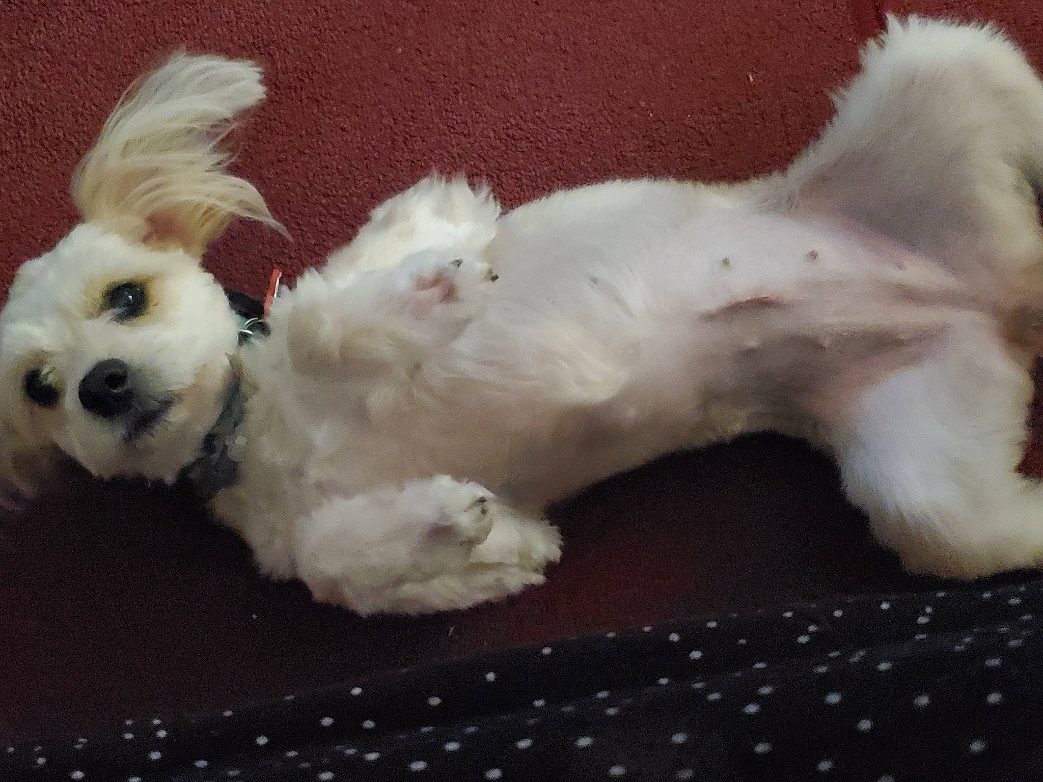 Bella joined the competition — help win amazing prizes! canidae, carnivore, cat, companion_dog, dog, dog_breed, dog_supply, fawn, felidae, fur, paw, small_to_medium_sized_cats, snout, sporting_group, tail, terrier, toy, toy_dog, whiskers, working_animal