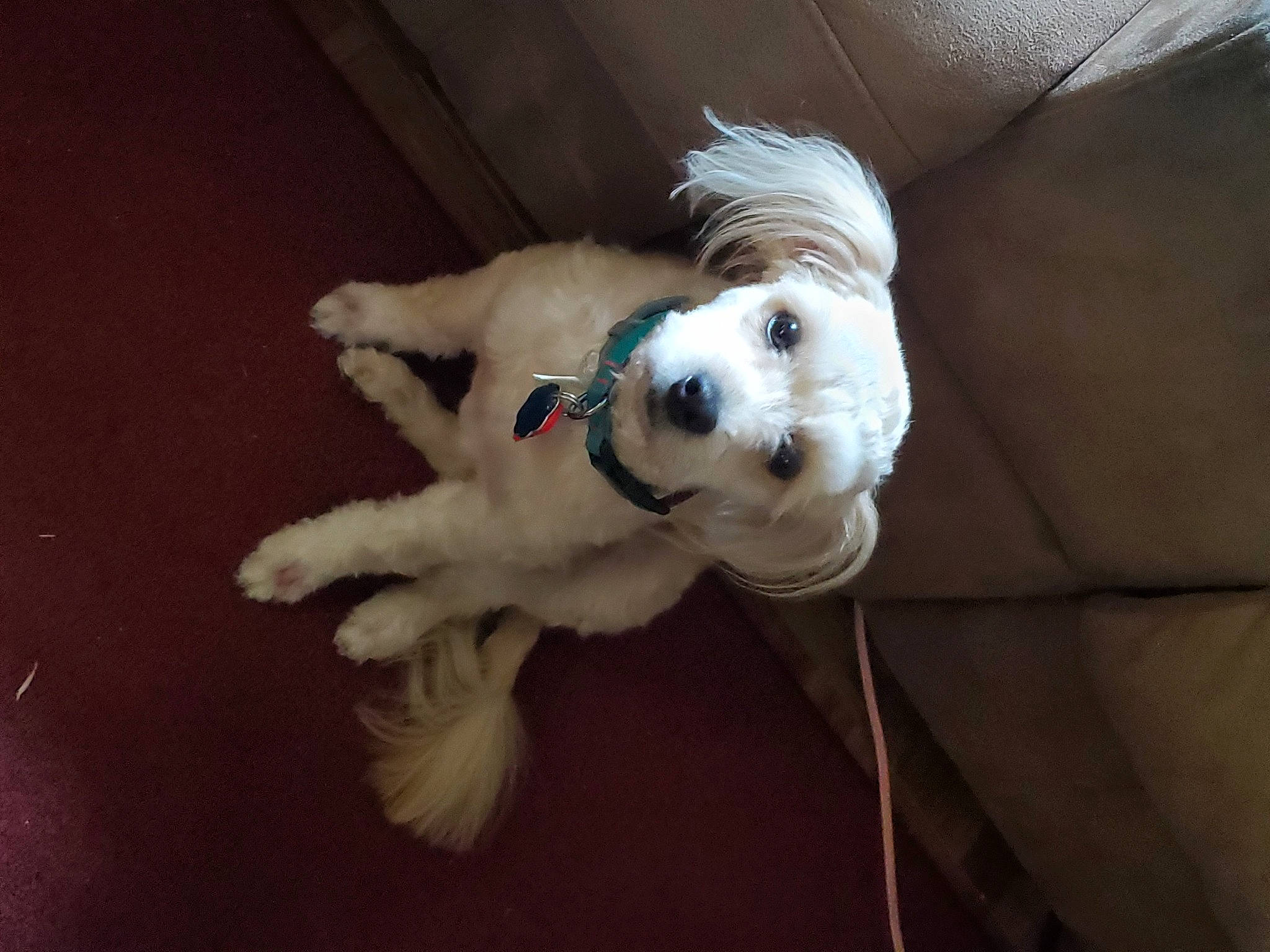 Bella joined the competition — help win amazing prizes! carnivore, collar, companion_dog, couch, dog, dog_breed, dog_clothes, dog_collar, dog_supply, fawn, leash, paw, small_terrier, snout, stuffed_toy, terrier, toy, toy_dog, whiskers, working_animal