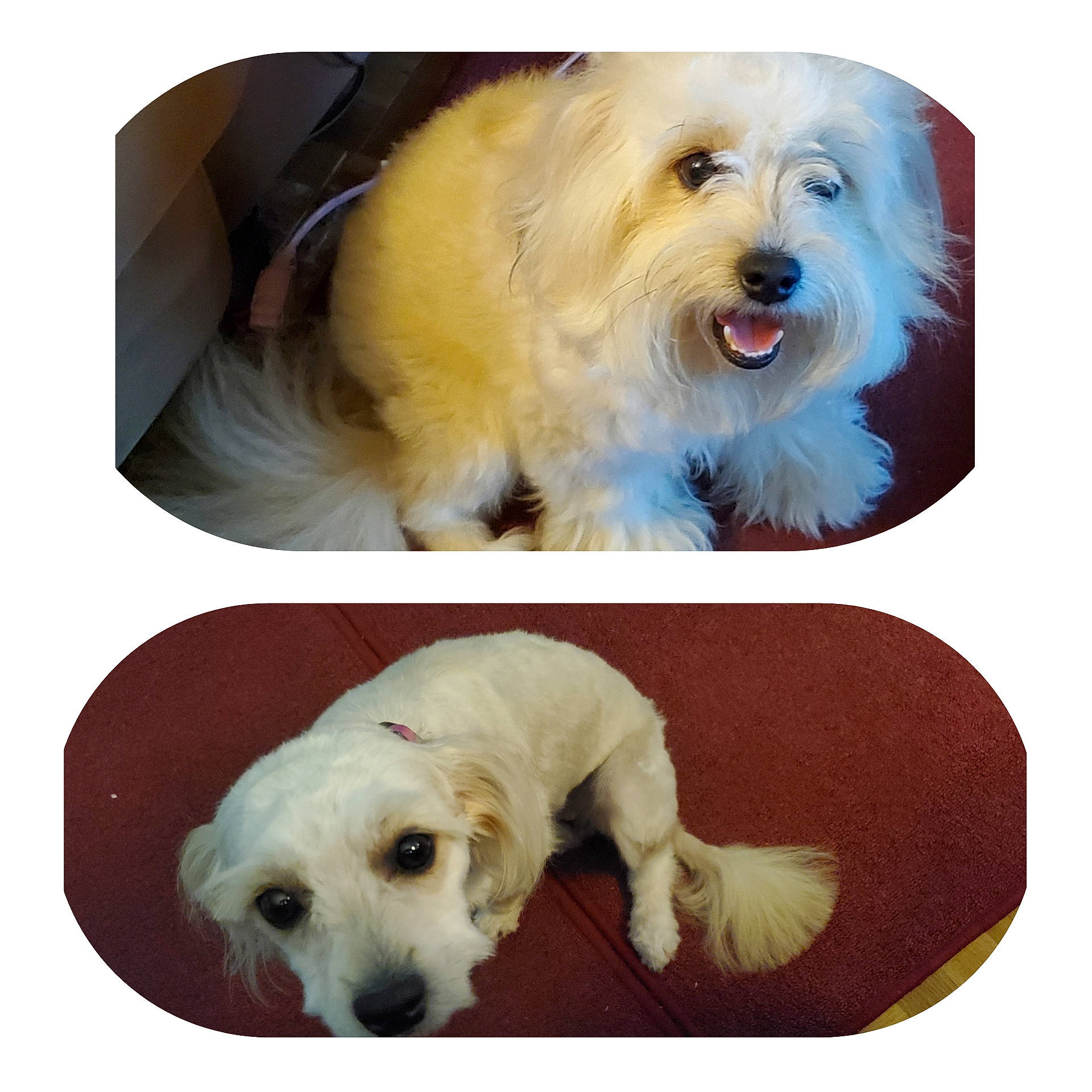 Bella joined the competition — help win amazing prizes! canidae, carnivore, circle, collar, companion_dog, dog, dog_breed, dog_collar, dog_supply, font, fur, paw, pet_supply, puppy, rectangle, snout, sporting_group, toy_dog, white, working_animal