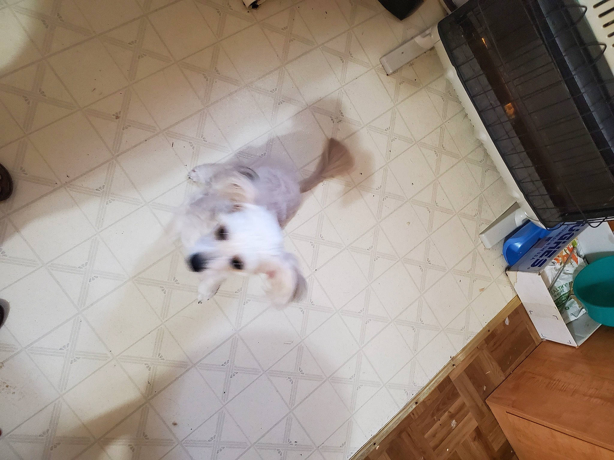 Bella joined the competition — help win amazing prizes! carnivore, comfort, companion_dog, dog, dog_breed, dog_supply, fawn, floor, flooring, fur, hardwood, laminate_flooring, small_terrier, snout, tail, terrier, toy_dog, wood, wood_flooring, working_animal