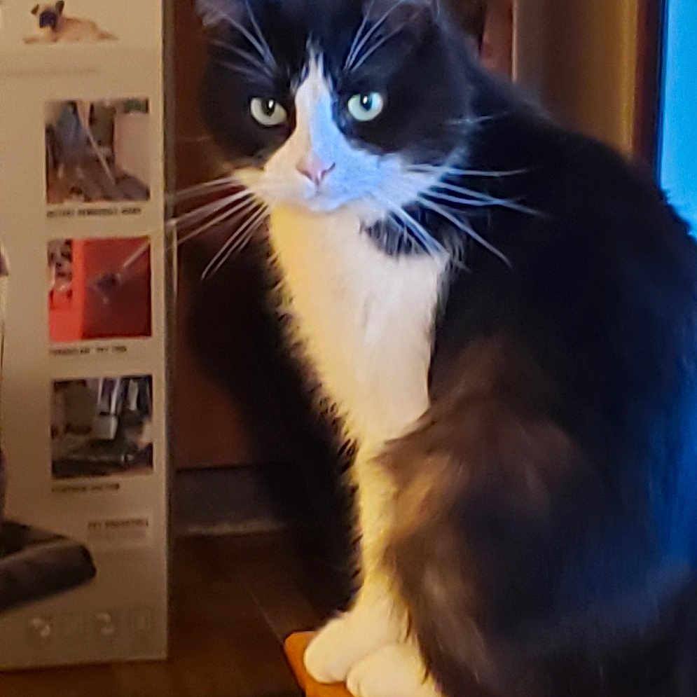 Oreo