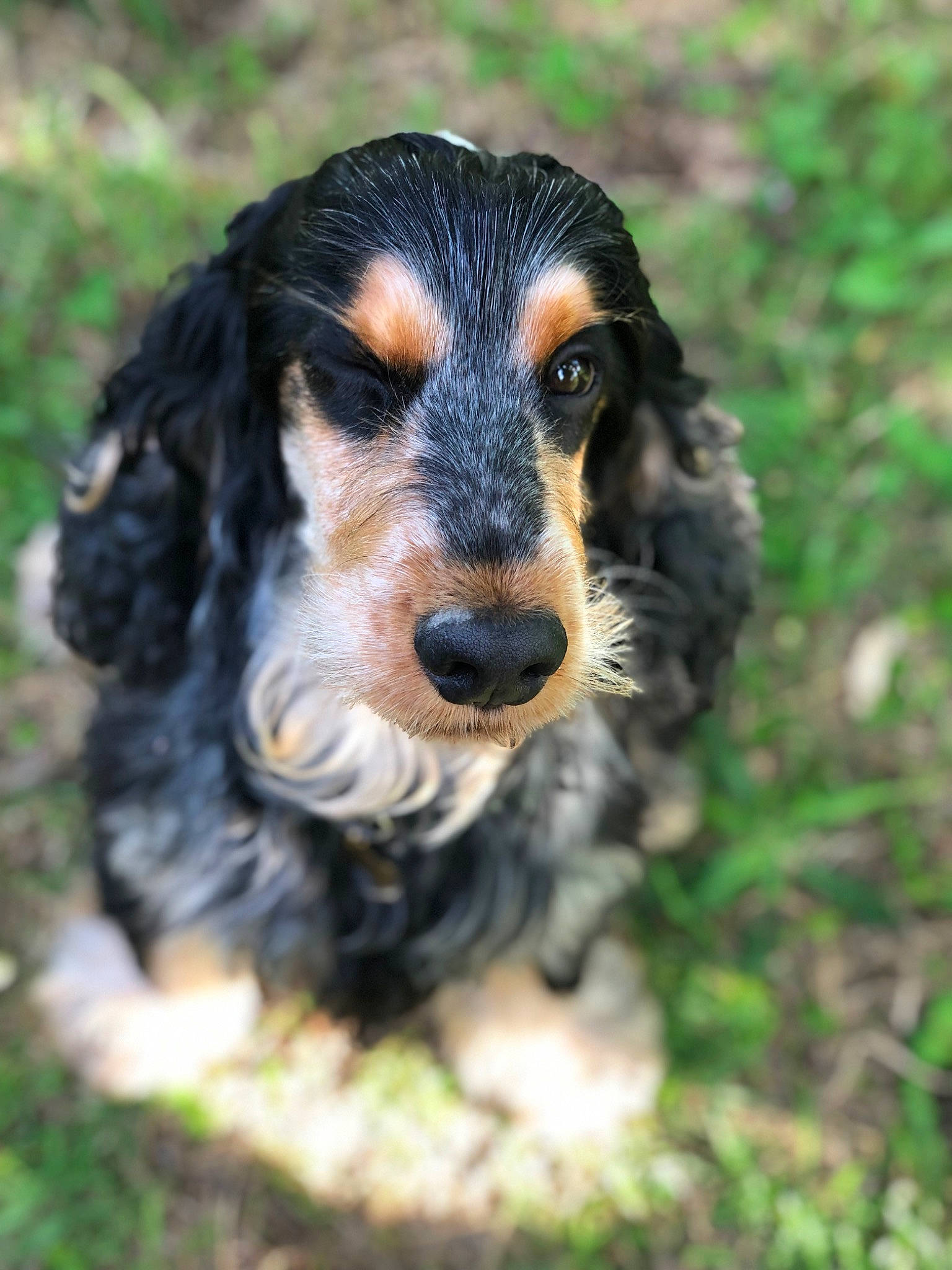 Nono a rejoint le concours — aidez-le/la à gagner de superbes lots ! canidae, carnivore, companion_dog, dog, dog_breed, grass, hunting_dog, plant, puppy, snout, sporting_group, terrestrial_animal, working_dog