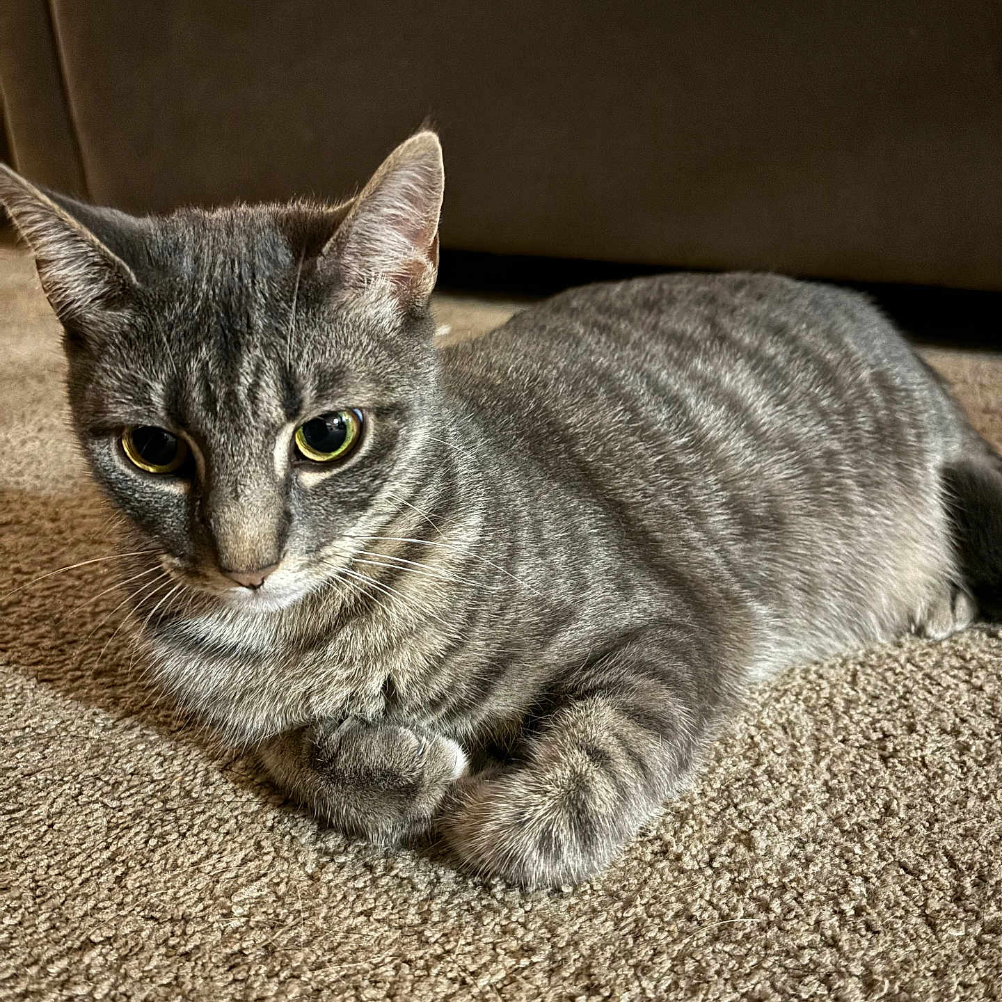 Ellie is registered to the contest to win money with this photo: alert, animal, brown_couch, carpet, cat, close_up, cute, domestic_cat, ears, feline, fur, gray_cat, home, indoor, pet, portrait, relaxed, resting, tabby, whiskers