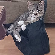 Peeps is registered to the contest to win money with this photo: animal, black_bag, casual, cat, couch, cozy, curious, domestic, feline, footwear, furniture, indoor, kitten, pet, relaxing, small_bag, sneaker, tabby, white_paws, wooden_floor