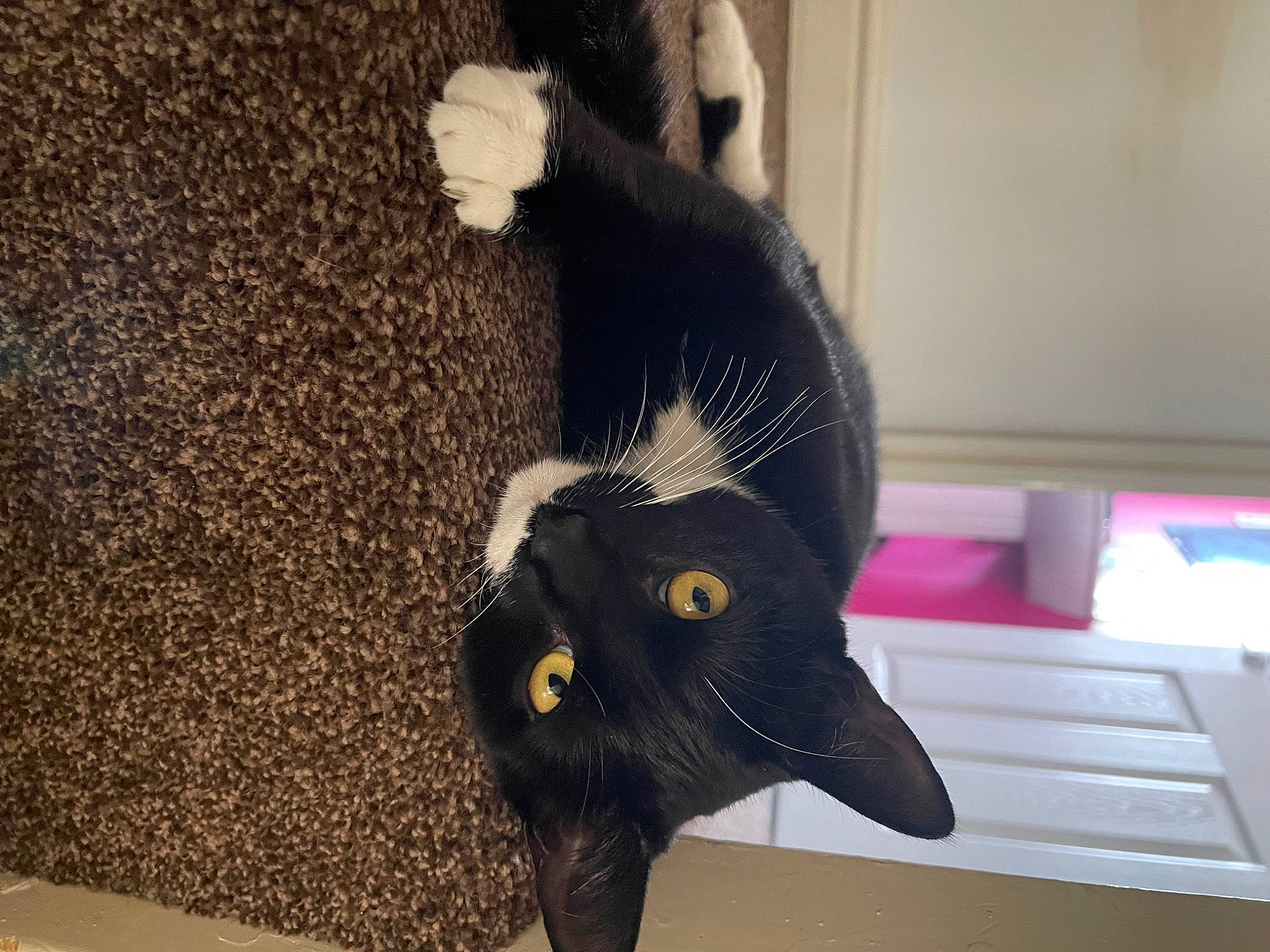 Freya joined the competition — help win amazing prizes! black_cat, bombay, carnivore, cat, claw, comfort, domestic_short_haired_cat, ear, felidae, flooring, fur, paw, plant, room, small_to_medium_sized_cats, snout, tail, whiskers