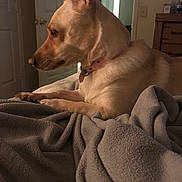 Callie joined the competition — help win amazing prizes! dog, pet, indoor, blanket, cozy, collar, fur, light, relaxed, bedroom, resting, side_view, domestic, canine, animal, furniture, home, quiet, comfort, warm