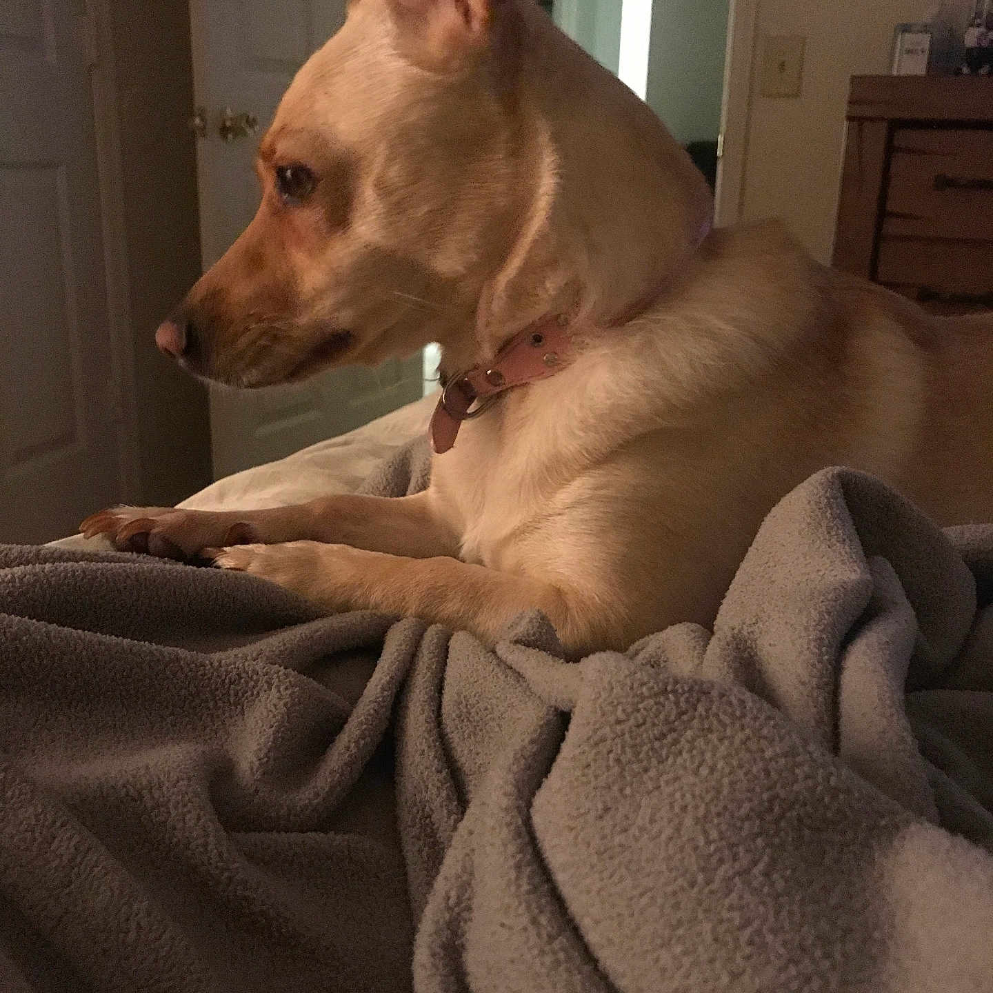Callie joined the competition — help win amazing prizes! dog, pet, indoor, blanket, cozy, collar, fur, light, relaxed, bedroom, resting, side_view, domestic, canine, animal, furniture, home, quiet, comfort, warm