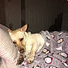 Callie joined the competition — help win amazing prizes! dog, blanket, penguin_pattern, bed, pillow, sleepy, indoor, resting, cozy, fur, pet, cute, animal, snuggled, comfort, warm, relaxed, paw, lying_down, canine