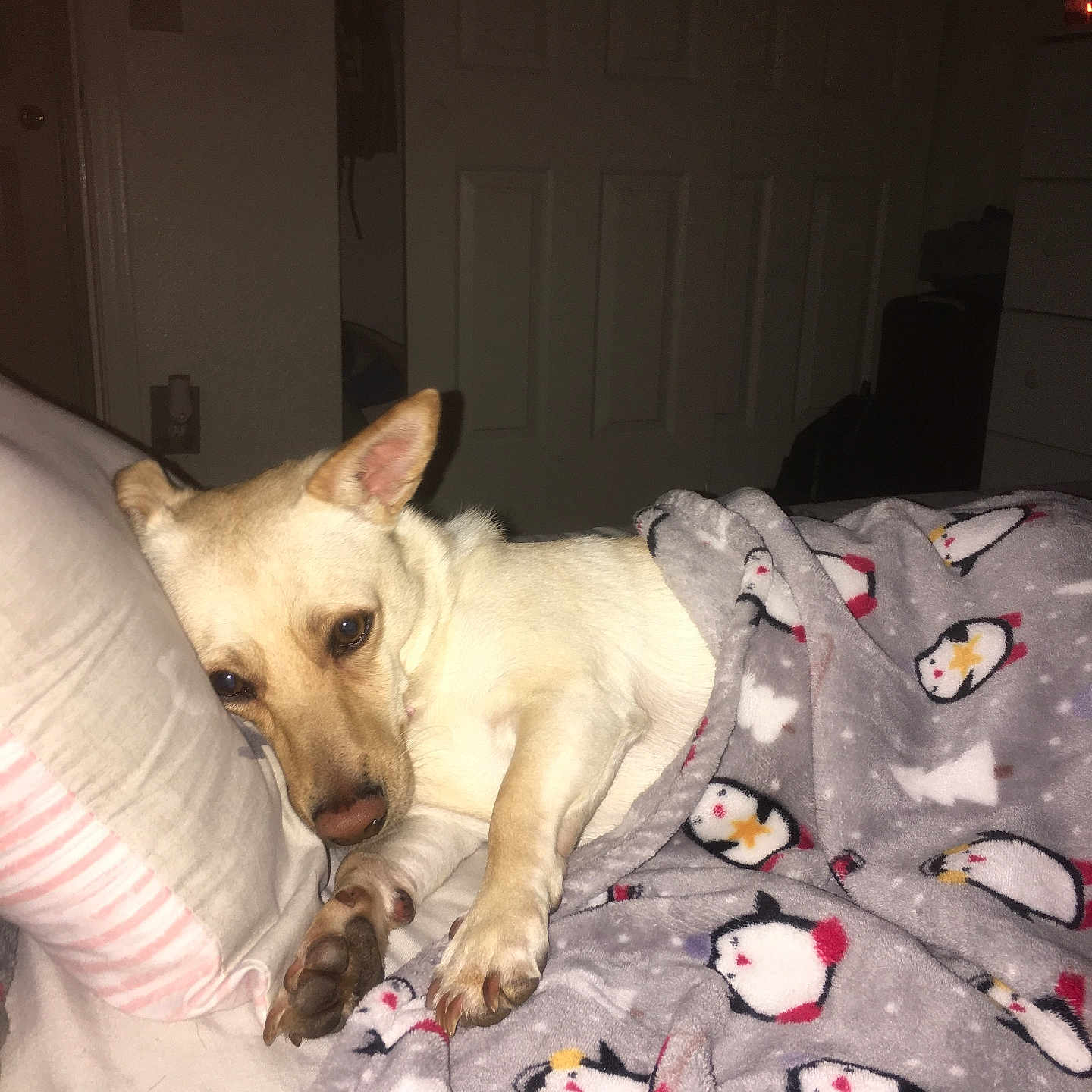 Callie