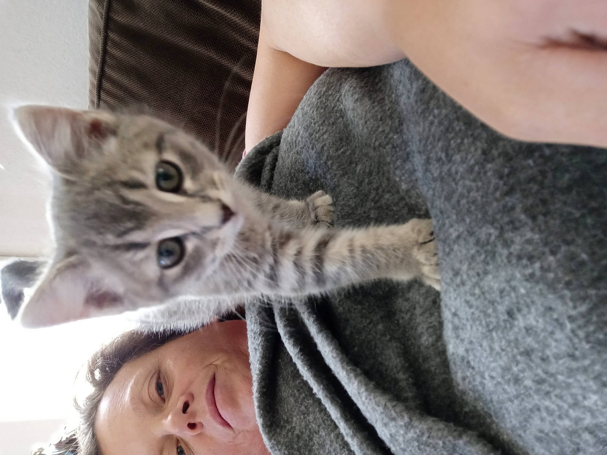 Juliet joined the competition — help win amazing prizes! carnivore, cat, claw, comfort, domestic_short_haired_cat, ear, elbow, felidae, finger, fur, gesture, grey, hand, mammal, paw, sitting, skin, small_to_medium_sized_cats, vertebrate, whiskers