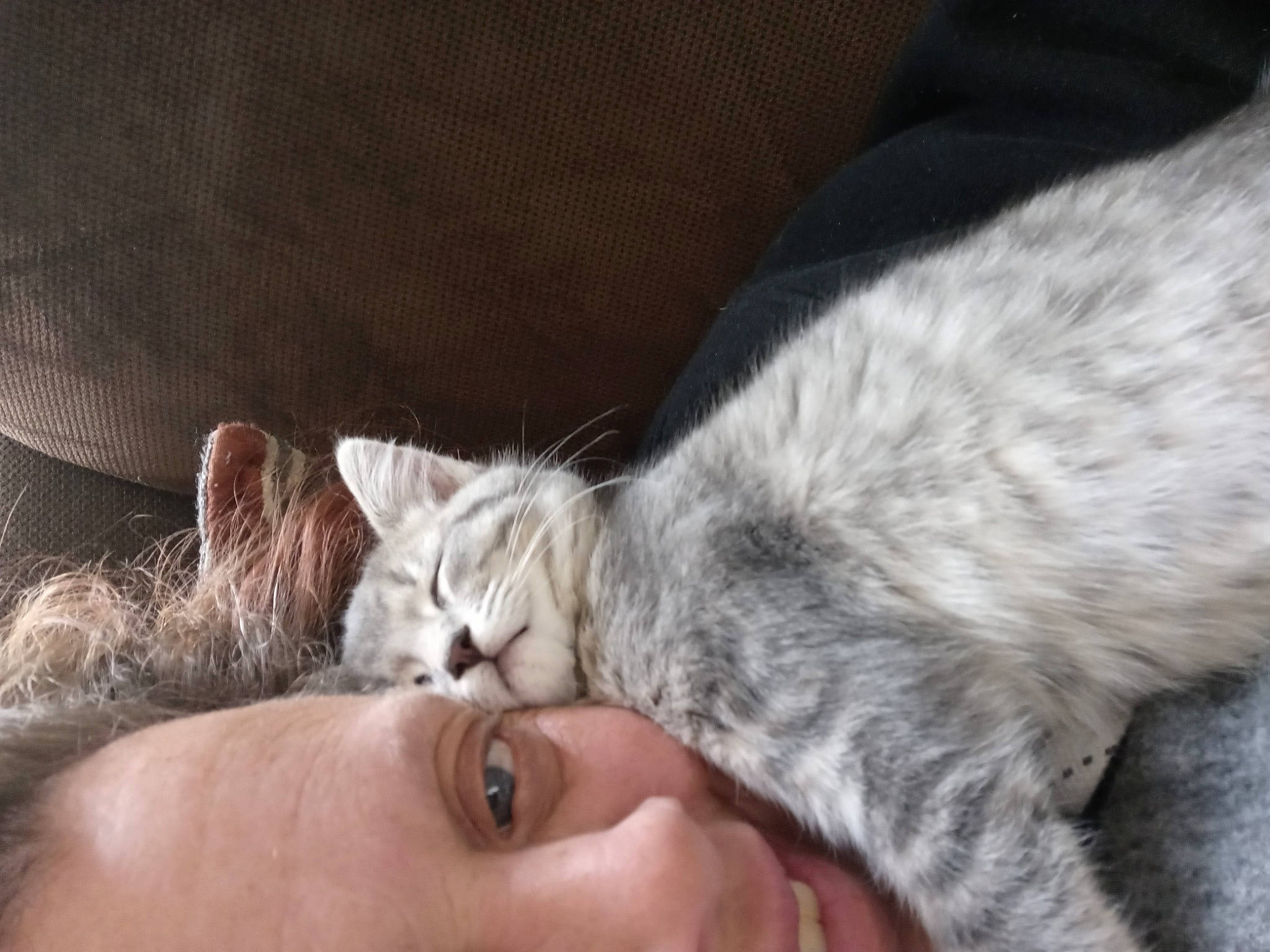 Juliet joined the competition — help win amazing prizes! carnivore, cat, claw, comfort, couch, domestic_short_haired_cat, ear, eye, felidae, fur, gesture, glasses, grey, head, kiss, nail, paw, small_to_medium_sized_cats, snout, whiskers