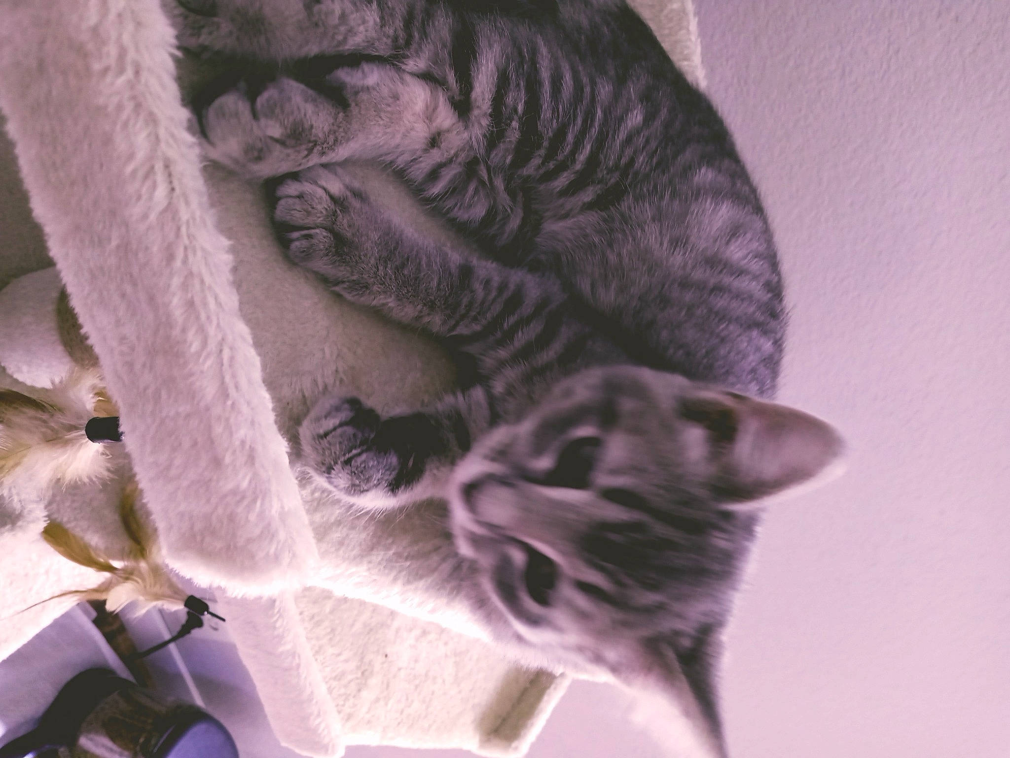 Juliet is registered to the contest to win money with this photo: art, carnivore, cat, domestic_short_haired_cat, felidae, fur, grey, monochrome, monochrome_photography, paw, plant, small_to_medium_sized_cats, snout, tail, tree, whiskers, wildlife, window, wood, wrinkle