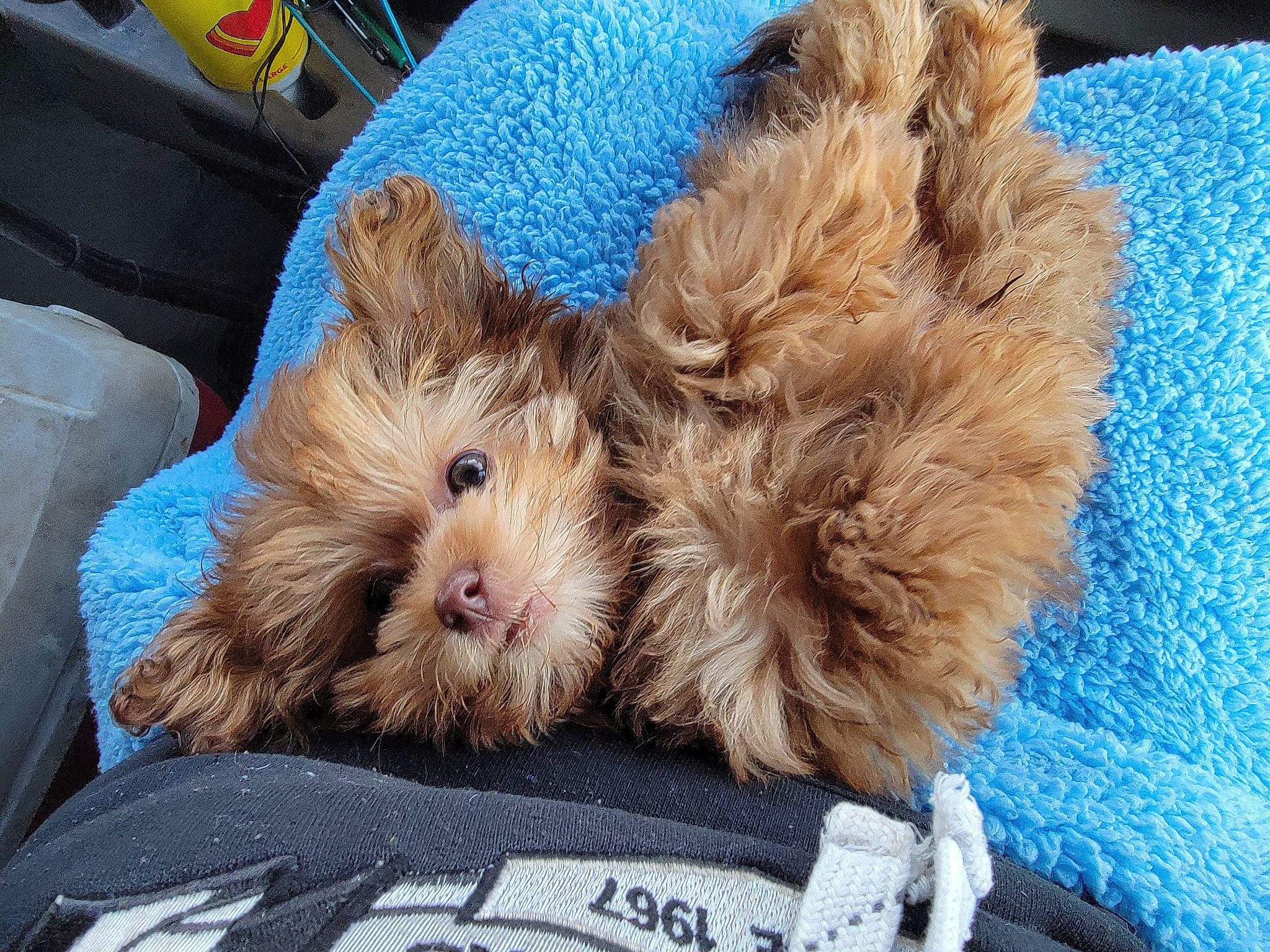 Bear joined the competition — help win amazing prizes! blue, canidae, carnivore, companion_dog, dog, dog_breed, fawn, fur, liver, puppy, rodent, small_terrier, snout, sporting_group, terrier, toy, toy_dog, whiskers, working_animal, yorkipoo