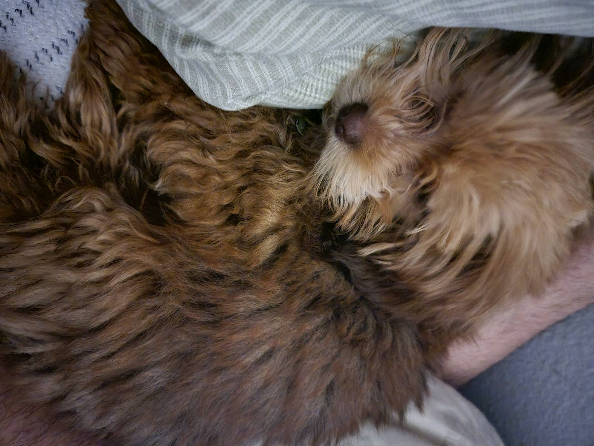 Bear joined the competition — help win amazing prizes! bird_of_prey, canidae, carnivore, cockapoo, companion_dog, dog, dog_breed, fawn, felidae, fur, liver, small_terrier, small_to_medium_sized_cats, snout, sporting_group, tail, terrestrial_animal, terrier, toy_dog, whiskers