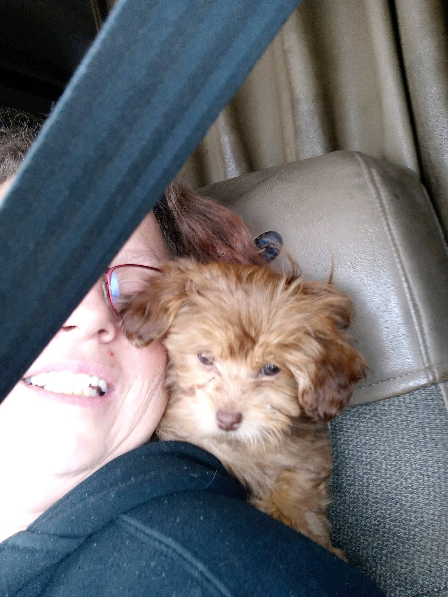 Bear joined the competition — help win amazing prizes! brown_hair, carnivore, comfort, companion_dog, curtain, dog, dog_breed, eyewear, fawn, fur, glasses, happy, liver, snout, sporting_group, sunglasses, surfer_hair, toy_dog, working_animal, yorkipoo