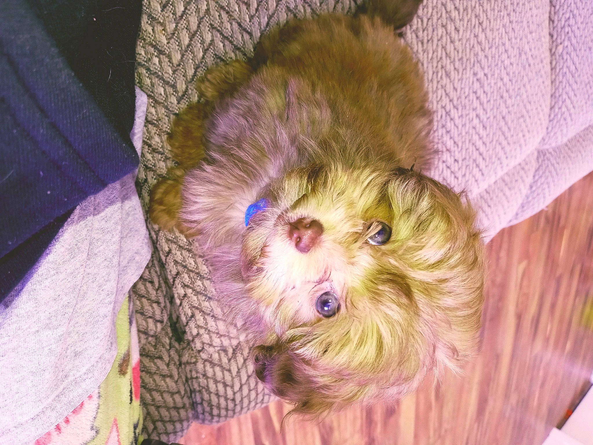 Bear is registered to the contest to win money with this photo: canidae, carnivore, companion_dog, dog, dog_breed, dog_clothes, dog_supply, fawn, fur, liver, maltepoo, pet_supply, puppy_love, small_terrier, snout, sporting_group, terrier, toy_dog, whiskers, working_animal