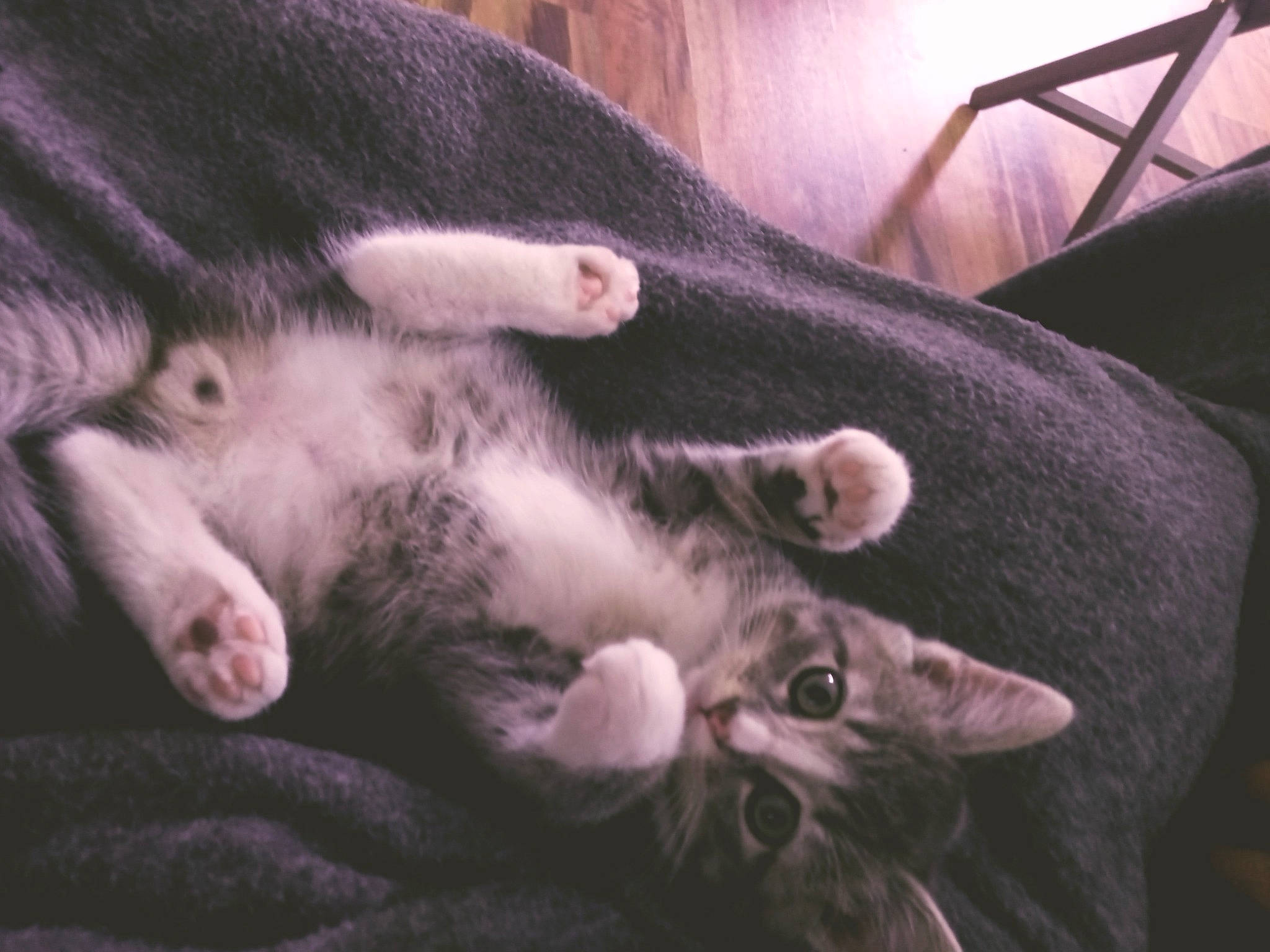 Romeo joined the competition — help win amazing prizes! carnivore, cat, claw, comfort, dog_breed, domestic_short_haired_cat, ear, felidae, fur, grey, nap, paw, sleep, small_to_medium_sized_cats, snout, tail, whiskers