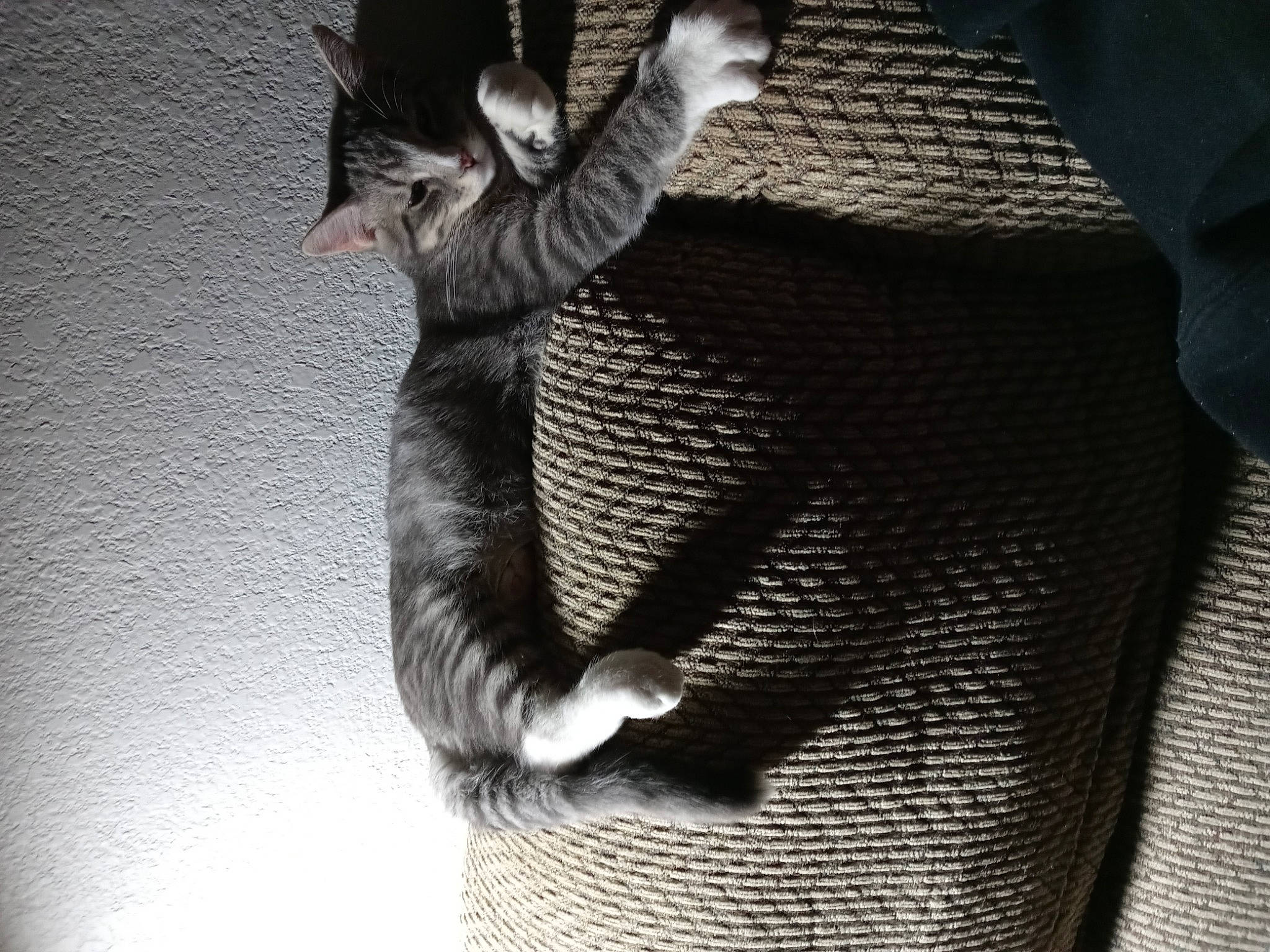 Romeo is registered to the contest to win money with this photo: arm, audio_equipment, carnivore, cat, comfort, elbow, eye, felidae, foot, gesture, grey, human_body, human_leg, small_to_medium_sized_cats, snout, tail, thigh, tree, trunk, whiskers