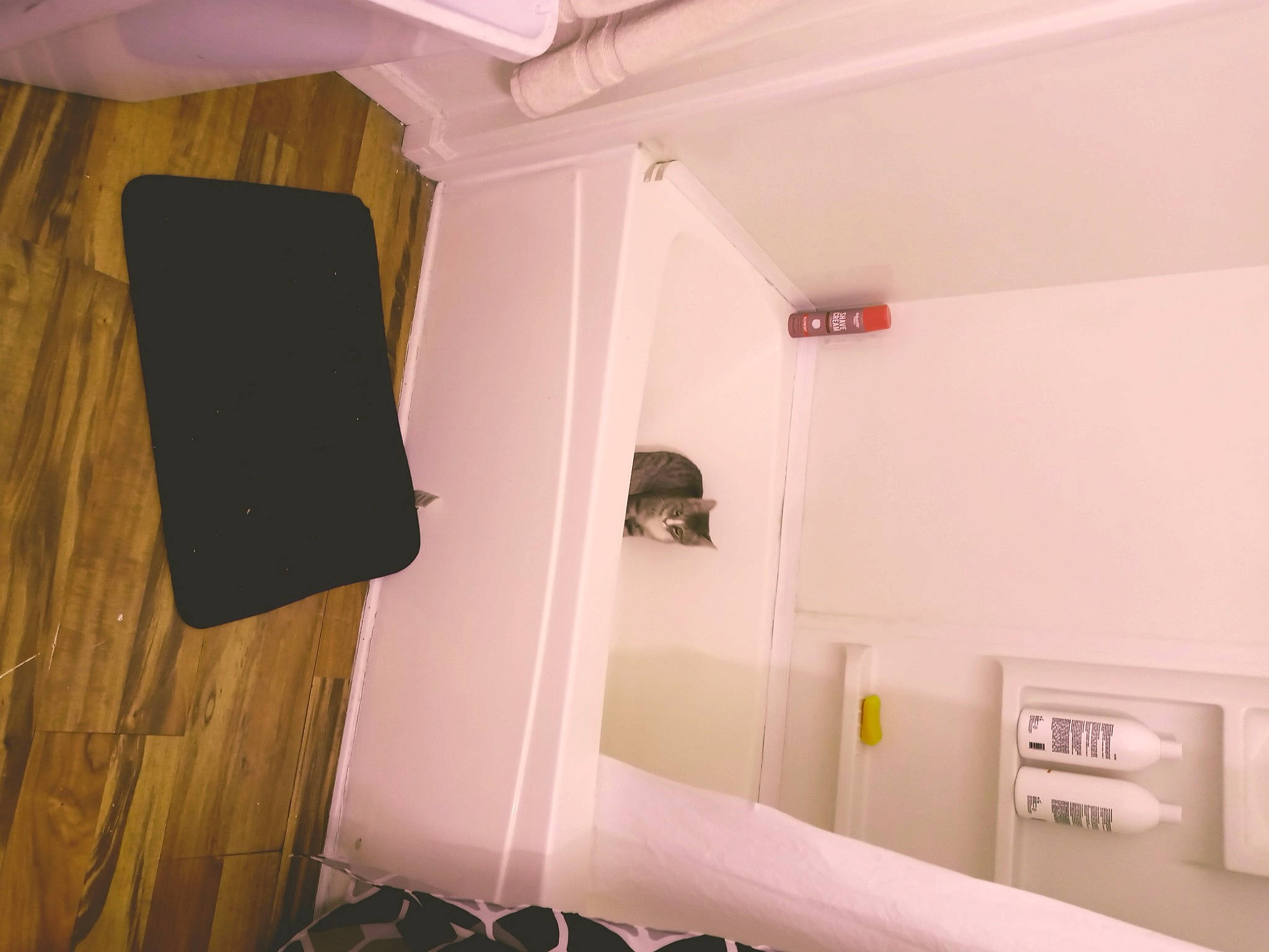 Romeo is registered to the contest to win money with this photo: cat, ceiling, flooring, hardwood, house, laminate_flooring, lighting_accessory, linens, molding, paint, pattern, plaster, plywood, rectangle, room, shelving, stairs, wood, wood_flooring, wood_stain