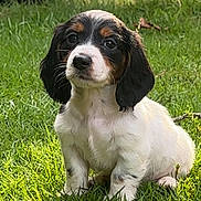 Waylon joined the competition — help win amazing prizes! puppy, dog, grass, outdoor, pet, animal, black_and_white, young, cute, sitting, sunlight, nature, fur, small, canine, calm, curious, garden, vehicle_tire, daylight