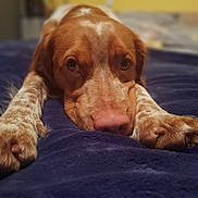 Karine Clairgeau a rejoint le concours — aidez-le/la à gagner de superbes lots ! dog, brown, white, close_up, lying_down, blanket, indoor, pet, canine, relaxed, bedroom, soft_focus, portrait, animal, paws, snout, ears, fur, looking_at_camera, domestic