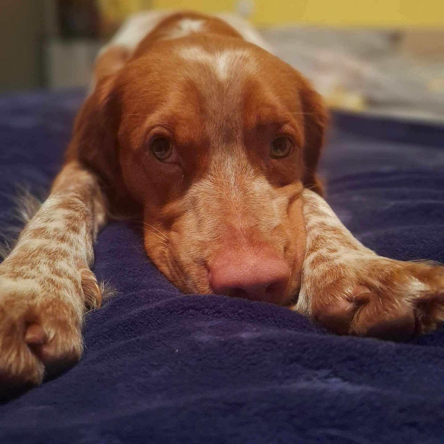 Karine Clairgeau a rejoint le concours — aidez-le/la à gagner de superbes lots ! animal, bedroom, blanket, brown, canine, close_up, dog, domestic, ears, fur, indoor, looking_at_camera, lying_down, paws, pet, portrait, relaxed, snout, soft_focus, white