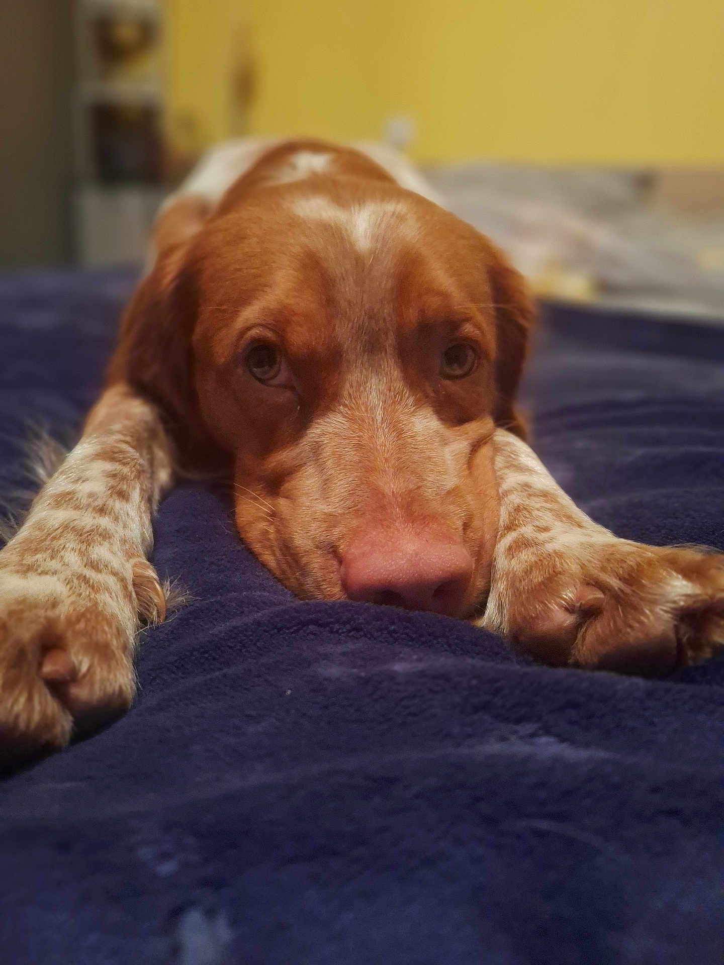 Karine Clairgeau a rejoint le concours — aidez-le/la à gagner de superbes lots ! dog, brown, white, close_up, lying_down, blanket, indoor, pet, canine, relaxed, bedroom, soft_focus, portrait, animal, paws, snout, ears, fur, looking_at_camera, domestic