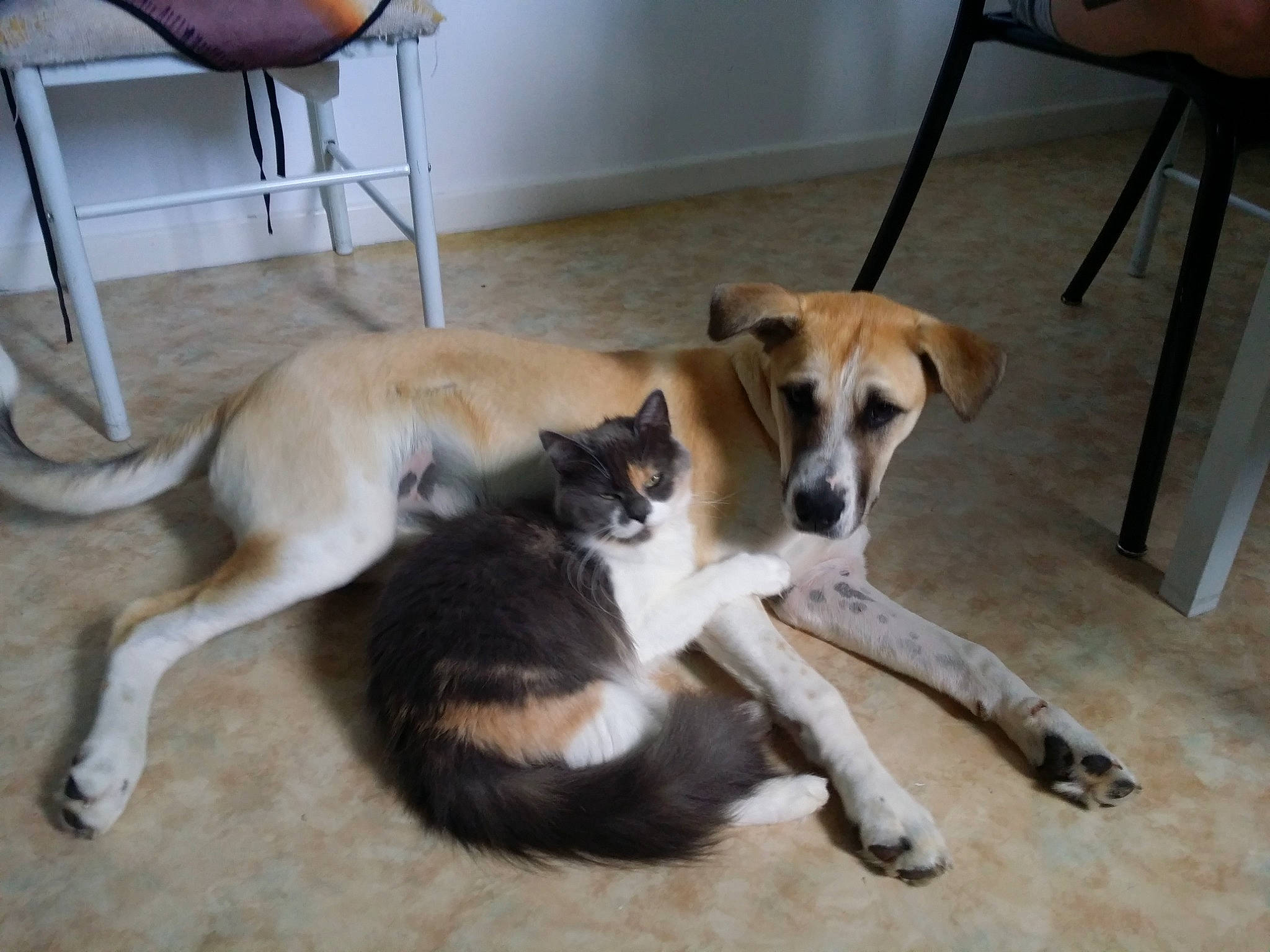 Asia participe au concours pour gagner de l'argent avec cette photo : canidae, carnivore, chair, collar, comfort, companion_dog, dog, dog_breed, fawn, floor, flooring, fur, hardwood, paw, sporting_group, street_dog, tail, wood, working_animal, working_dog