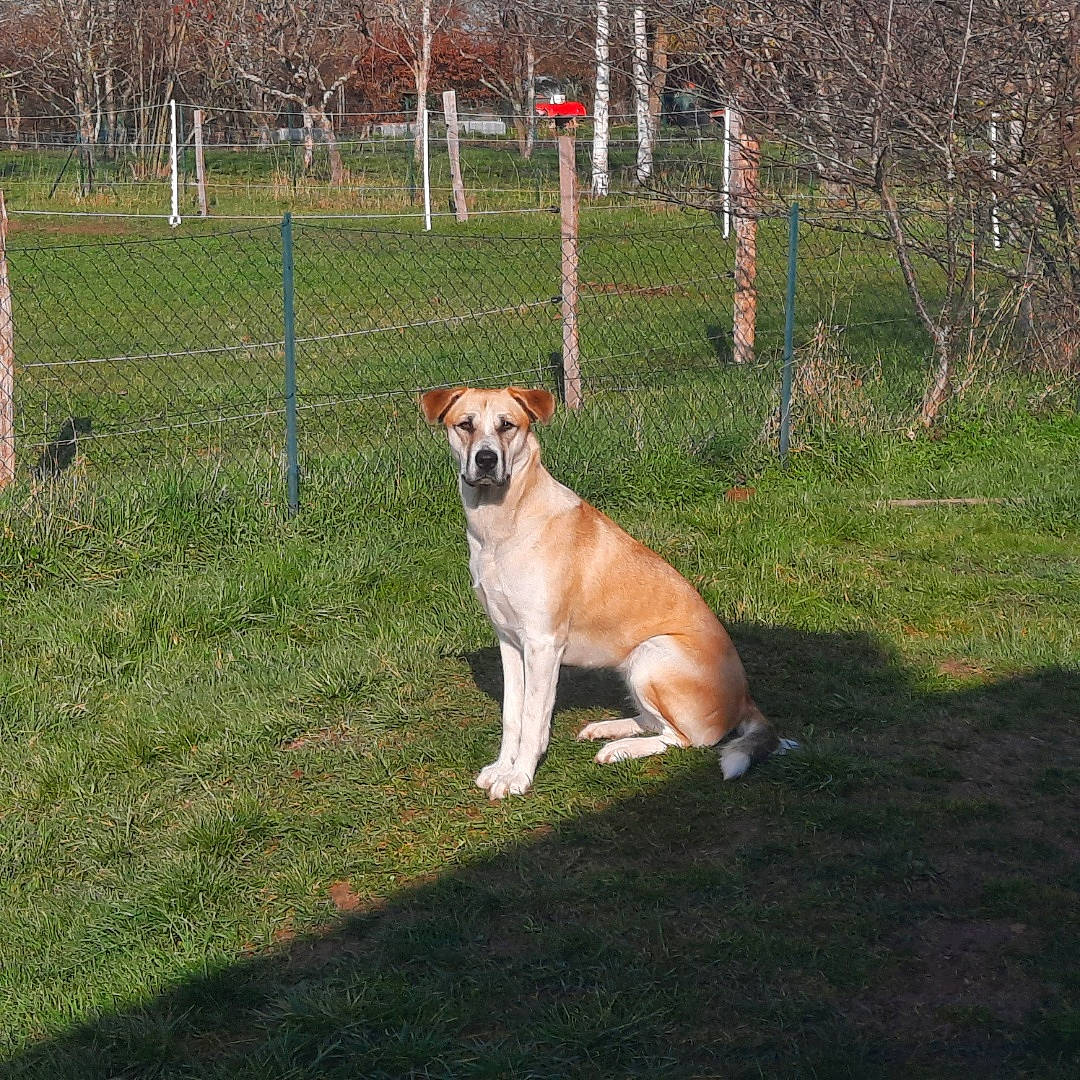 Asia participe au concours pour gagner de l'argent avec cette photo : ancient_dog_breeds, animal_training, carnivore, collar, companion_dog, dog, dog_breed, dog_collar, fawn, fence, grass, guard_dog, gun_dog, home_fencing, non_sporting_group, plant, tail, tree, working_dog, yard