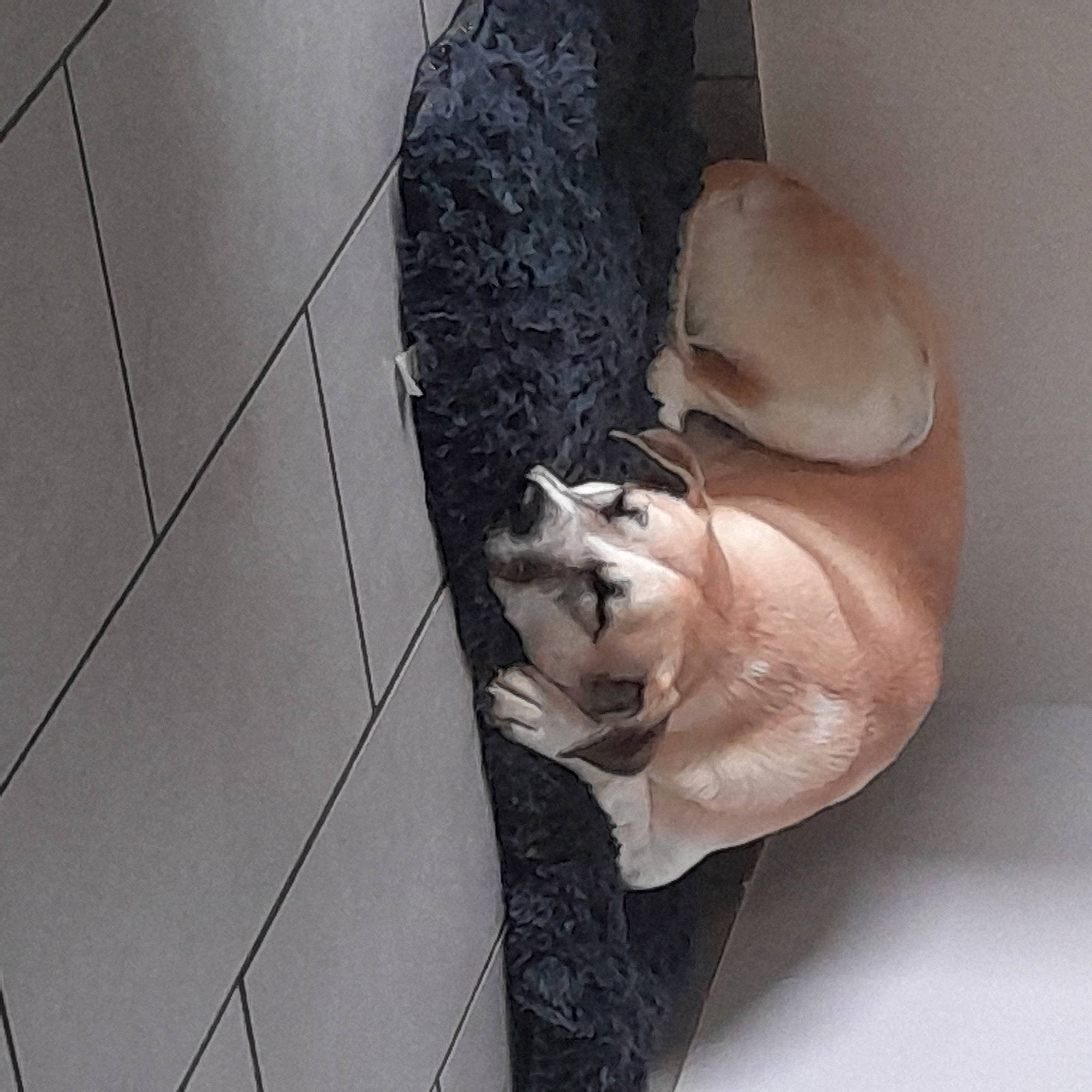 Asia participe au concours pour gagner de l'argent avec cette photo : carnivore, cat, comfort, companion_dog, dog_breed, domestic_short_haired_cat, dress, fawn, felidae, flooring, foot, fur, human_leg, musical_instrument, paw, small_to_medium_sized_cats, snout, tail, whiskers, wood