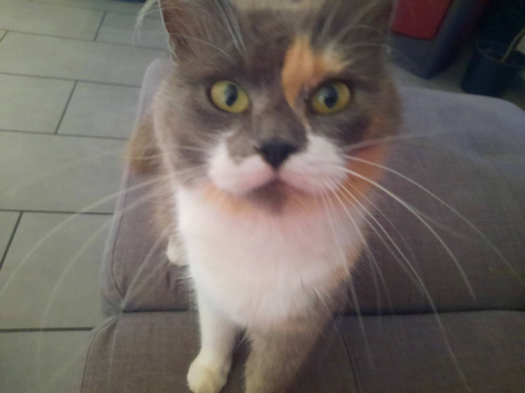 Kaya a rejoint le concours — aidez-le/la à gagner de superbes lots ! carnivore, cat, claw, domestic_short_haired_cat, fawn, felidae, flooring, fur, paw, pet_supply, small_to_medium_sized_cats, snout, tail, whiskers, window