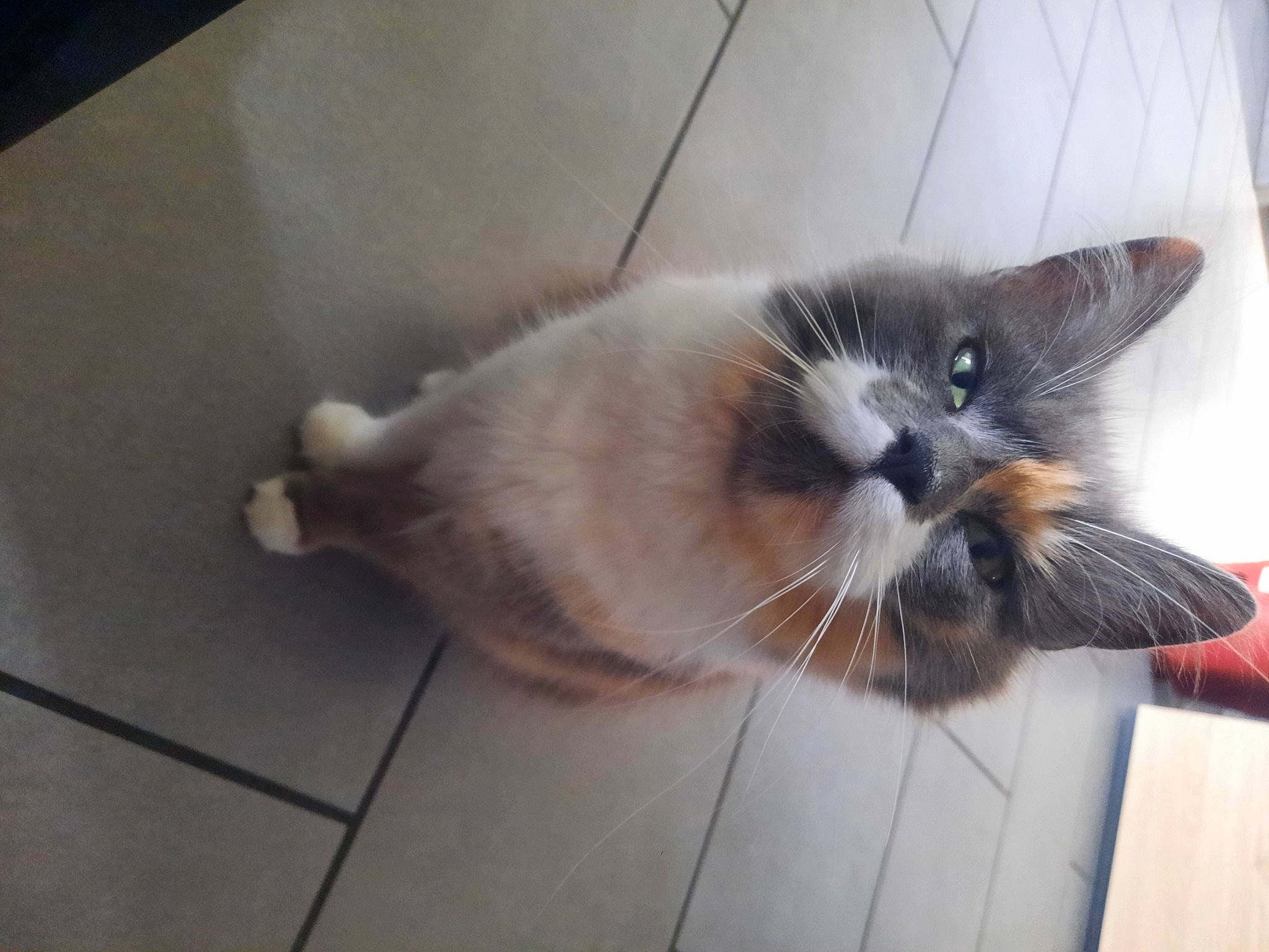 Kaya participe au concours pour gagner de l'argent avec cette photo : box, carnivore, cat, claw, domestic_short_haired_cat, fawn, felidae, floor, flooring, fur, hardwood, paw, plant, small_to_medium_sized_cats, snout, tail, tile, tile_flooring, whiskers, wood