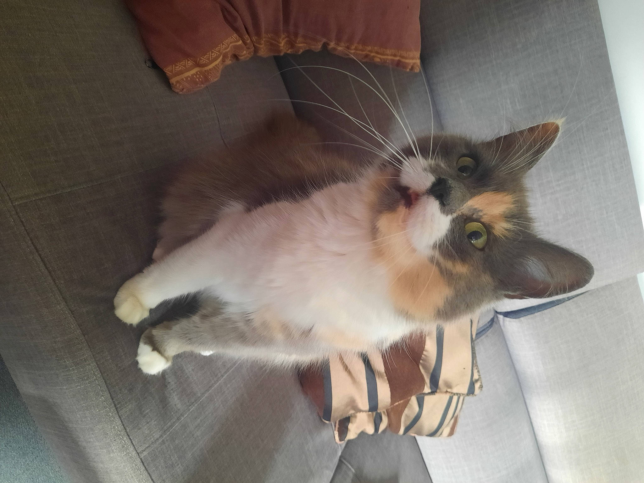 Kaya a rejoint le concours — aidez-le/la à gagner de superbes lots ! balinese, canidae, carnivore, cat, claw, companion_dog, dog_breed, domestic_short_haired_cat, ear, fawn, felidae, fur, paw, siamese, small_to_medium_sized_cats, snout, tail, thai, tonkinese, whiskers