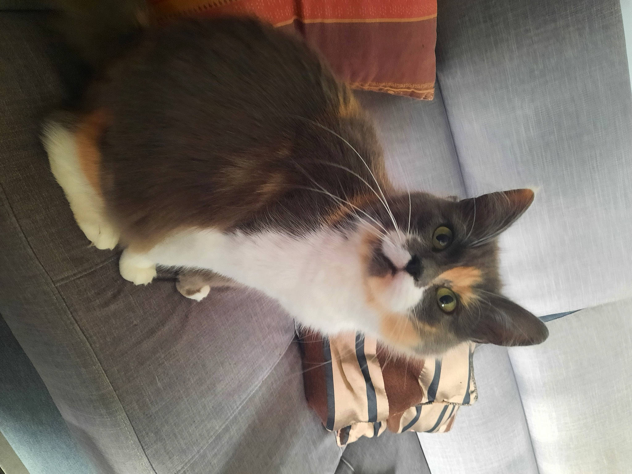 Kaya a rejoint le concours — aidez-le/la à gagner de superbes lots ! box, carnivore, cat, claw, comfort, couch, domestic_short_haired_cat, fawn, felidae, flooring, fur, grey, paw, plant, sitting, small_to_medium_sized_cats, snout, tail, thai, whiskers