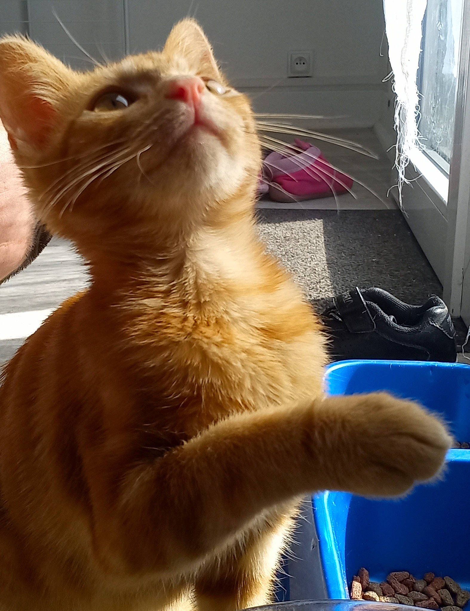 Crevette participe au concours pour gagner de l'argent avec cette photo : carnivore, cat, claw, curtain, domestic_short_haired_cat, ear, fawn, felidae, fur, gesture, paw, small_to_medium_sized_cats, snout, tail, whiskers, window