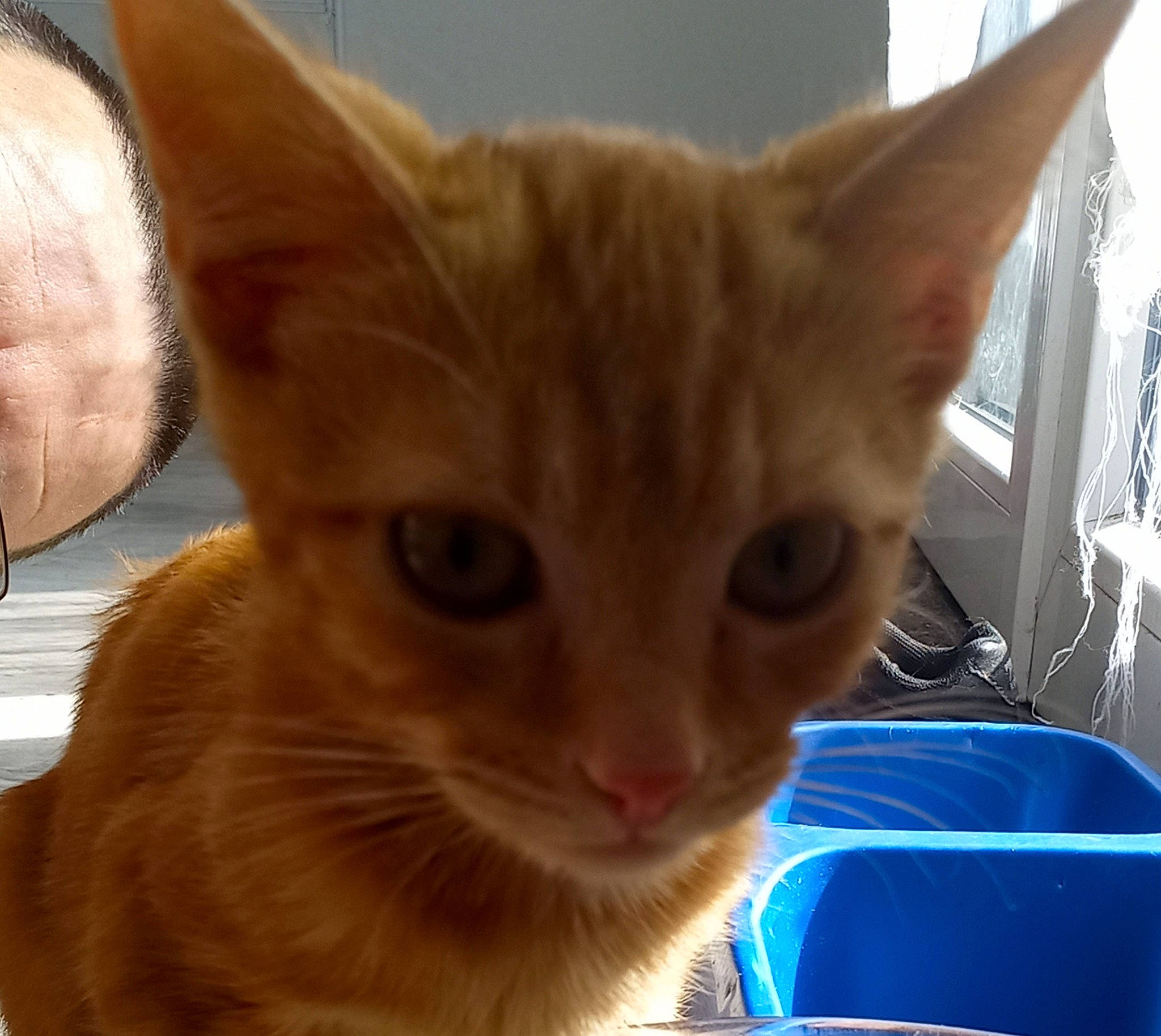 Crevette participe au concours pour gagner de l'argent avec cette photo : carnivore, cat, domestic_short_haired_cat, fawn, felidae, fur, iris, pet_supply, small_to_medium_sized_cats, snout, tail, whiskers, window