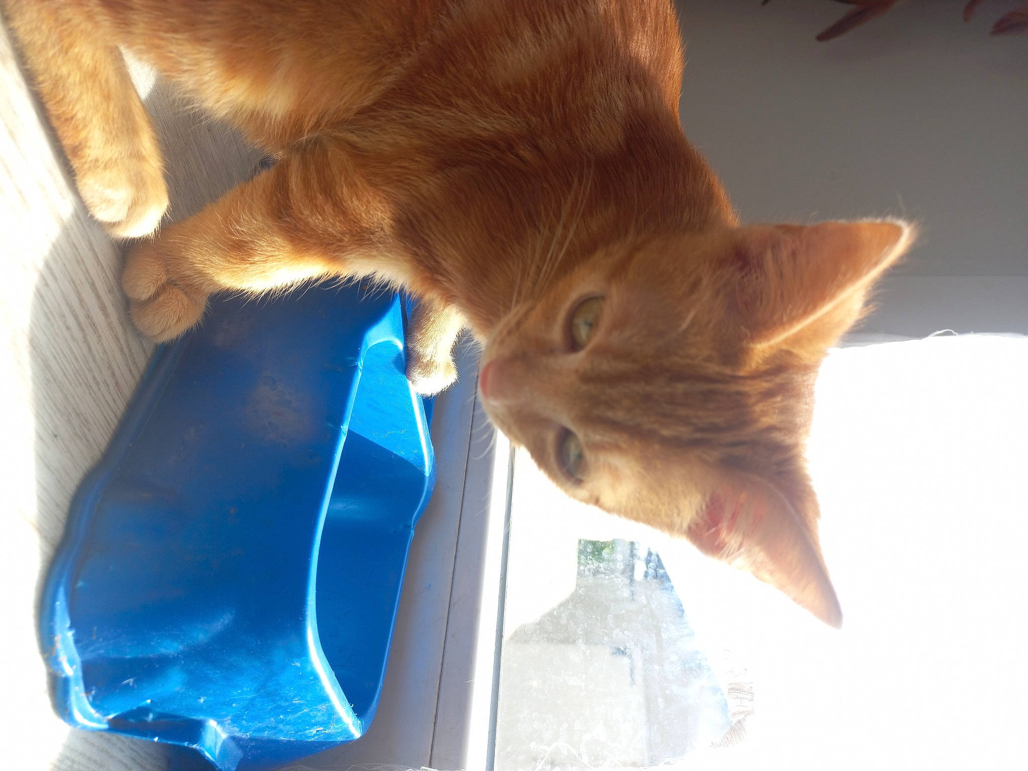 Crevette participe au concours pour gagner de l'argent avec cette photo : carnivore, cat, collar, comfort, domestic_short_haired_cat, electric_blue, fawn, felidae, flooring, fur, hardwood, liver, mammal, small_to_medium_sized_cats, snout, tail, water, whiskers, window, wood