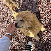 Aïko participe au concours pour gagner de l'argent avec cette photo : dog, puppy, chow_chow, person, hand, footwear, sneakers, gravel, outdoor, sunlight, shadow, pet, fur, cute, animal, playful, interaction, brown, fluffy, ground
