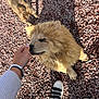 dog, puppy, chow_chow, person, hand, footwear, sneakers, gravel, outdoor, sunlight, shadow, pet, fur, cute, animal, playful, interaction, brown, fluffy, ground