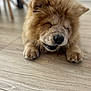 Aïko participe au concours pour gagner de l'argent avec cette photo : dog, puppy, chow_chow, fluffy, smiling, lying_down, indoor, wooden_floor, cute, pet, animal, furry, brown, small_paws, closeup, happy, domestic, young, canine, mammal