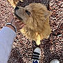 Aïko participe au concours pour gagner de l'argent avec cette photo : dog, fluffy_dog, pet, outdoor, gravel, hand, person, shoes, sneakers, casual_clothing, animal, playful, friendly, brown_dog, small_dog, sunlight, shadow, walking, leash, companionship