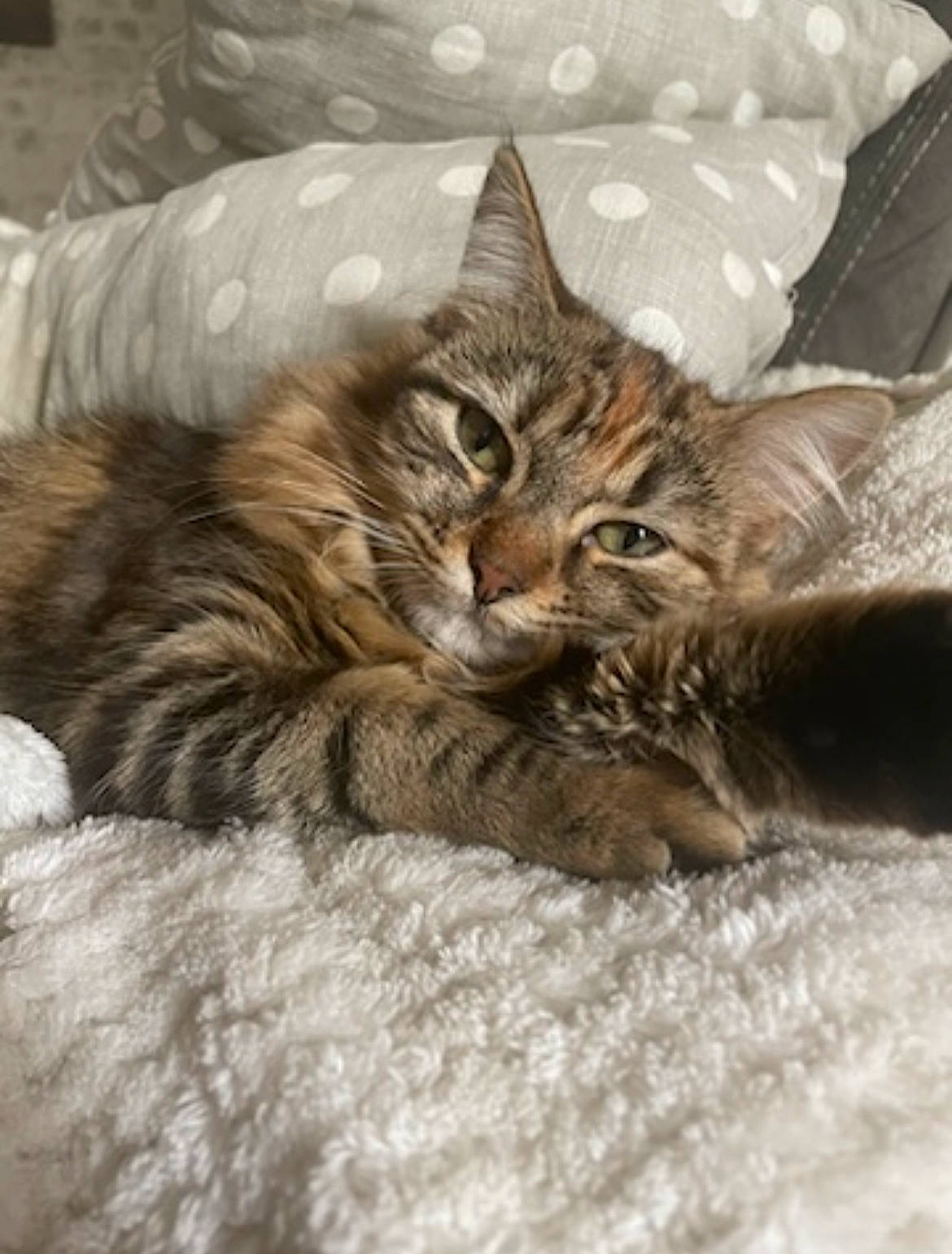 Kitty participe au concours pour gagner de l'argent avec cette photo : carnivore, cat, cat_supply, claw, comfort, domestic_short_haired_cat, fawn, felidae, fur, maine_coon, nap, paw, small_to_medium_sized_cats, snout, snow, tail, terrestrial_animal, tree, whiskers, wildlife