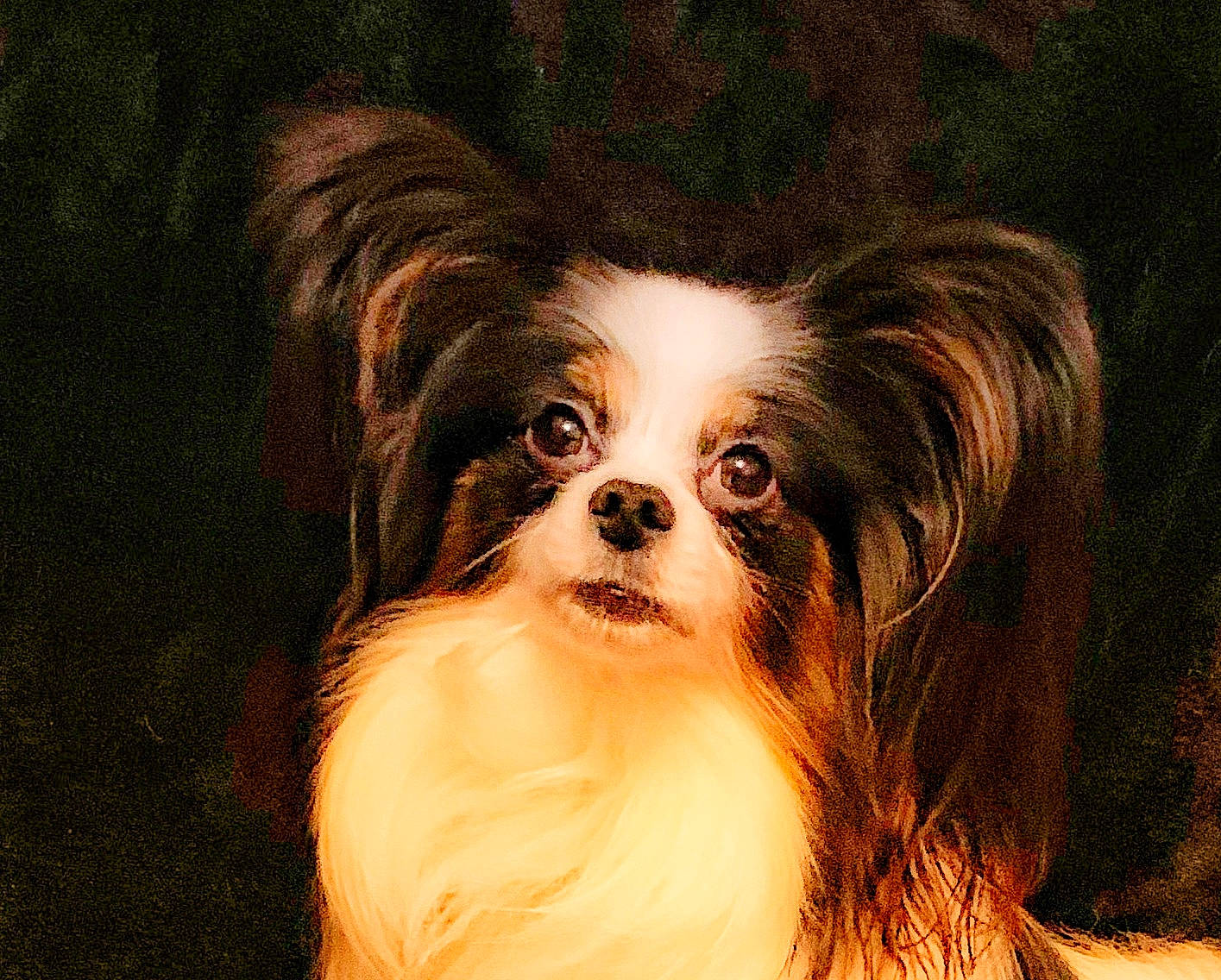 Sirius is registered to the contest to win money with this photo: canidae, carnivore, companion_dog, dog, dog_breed, havanese, lowchen, mammal, papillon, phalene, rare_breed_dog, snout, spaniel, sporting_group, toy_dog, vertebrate