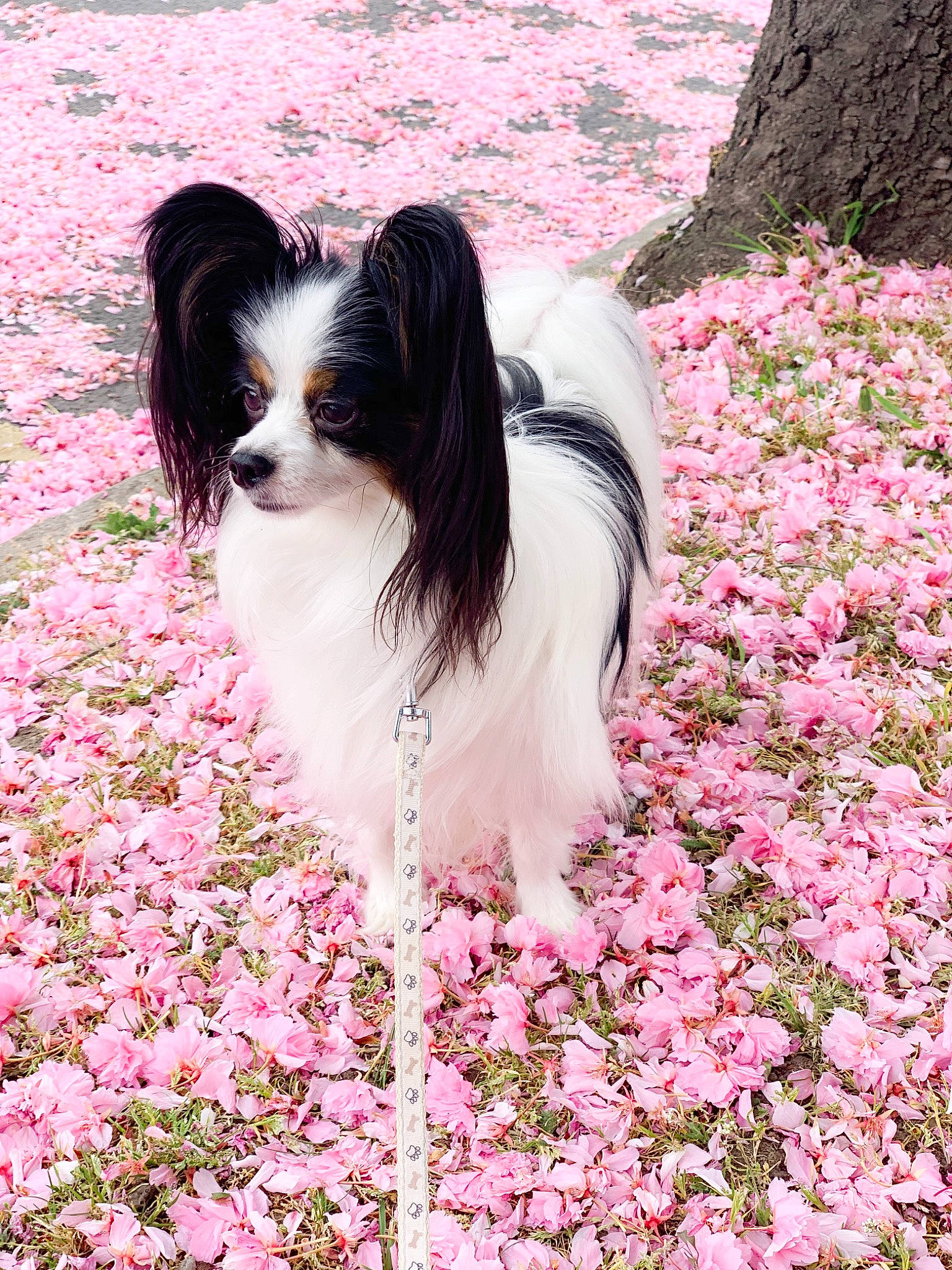 Sirius joined the competition — help win amazing prizes! canidae, carnivore, companion_dog, dog, dog_breed, flower, japanese_chin, mammal, papillon, phalene, plant, sporting_group, toy_dog