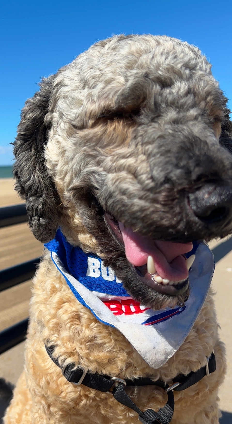Rogan joined the competition — help win amazing prizes! dog, curly_fur, bandana, tongue_out, outdoor, sunny, blue_sky, close_up, pet, happy, canine, summer, daylight, animal, smiling, fur, collar, leash, nature, portrait