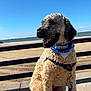 Rogan joined the competition — help win amazing prizes! dog, curly_fur, bandana, leash, beach, sand, concrete, sky, outdoor, sunny, happy, pet, seaside, animal, canine, sitting, daytime, smiling, blue_sky, nature